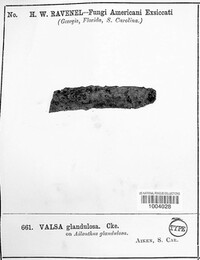 Valsa glandulosa image